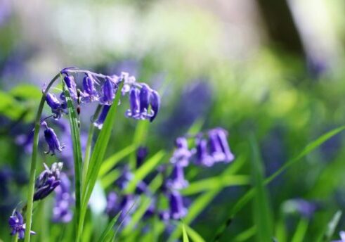 Bluebells